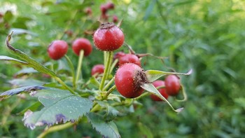 Fitur macro. Foto: Achmad Rouzni Noor/detikinet