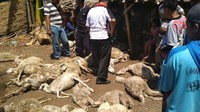 56 Kambing milik 2 warga Desa Sumberkerang dan 1 warga Desa Banyuanyar Lor, Kecamatan Gending, Kabupaten Probolinggo, mati misterius. Ada luka di mata dan duburnya (Rofiq/detikcom)