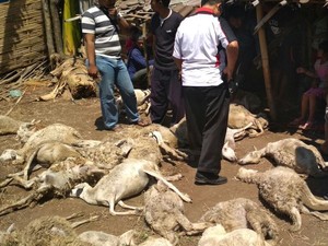 DPKH Probolinggo Pastikan Kambing Mati Misterius Bukan karena Antraks