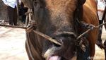 Ini Foto Sapi Kurban Jokowi yang Beratnya 1,3 Ton