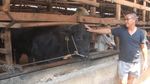 Ini Foto Sapi Kurban Jokowi yang Beratnya 1,3 Ton