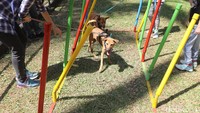 Para pecinta anjing berkumpul dan meramaikan Paw Day yang diselenggarakan Jakarta Animal Aid Network (JAAN) di Taman Langsat, Jakarta, Minggu (27/08/2017). Dalam acara tersebut digelar juga edukasi, cek kesehatan, serta tempat bermain bagi para anjing kesayangan. 