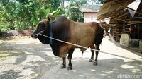Sapi Kurban Jokowi Seberat 1,3 Ton