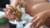   Bibit terumbu karang ditancapkan pada kerangka pipa paralon sebelum ditenggelamkan ke laut.