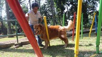 Para pecinta anjing berkumpul dan meramaikan Paw Day yang diselenggarakan Jakarta Animal Aid Network (JAAN) di Taman Langsat, Jakarta, Minggu (27/08/2017). Dalam acara tersebut digelar juga edukasi, cek kesehatan, serta tempat bermain bagi para anjing kesayangan. 