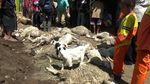 Kabar Terbaru Kambing yang Konon Digigit Anjing Jadi-jadian