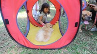 Para pecinta anjing berkumpul dan meramaikan Paw Day yang diselenggarakan Jakarta Animal Aid Network (JAAN) di Taman Langsat, Jakarta, Minggu (27/08/2017). Dalam acara tersebut digelar juga edukasi, cek kesehatan, serta tempat bermain bagi para anjing kesayangan. 