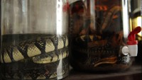 Di China juga ada rice wine dengan campuran darah ular yang dianggap punya efek afrodisiak. Salah satu penjualnya ada di peternakan ular desa Zisiqiao, China timur. Foto: Istimewa