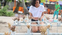 Bibit terumbu karang ditanam pada media tanam berupa pipa paralon.