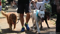 Para pecinta anjing berkumpul dan meramaikan Paw Day yang diselenggarakan Jakarta Animal Aid Network (JAAN) di Taman Langsat, Jakarta, Minggu (27/08/2017). Dalam acara tersebut digelar juga edukasi, cek kesehatan, serta tempat bermain bagi para anjing kesayangan. 
