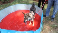 Para pecinta anjing berkumpul dan meramaikan Paw Day yang diselenggarakan Jakarta Animal Aid Network (JAAN) di Taman Langsat, Jakarta, Minggu (27/08/2017). Dalam acara tersebut digelar juga edukasi, cek kesehatan, serta tempat bermain bagi para anjing kesayangan. 