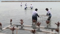 Pemerintah Provinsi DKI Jakarta dan PT Karya Bahari Abadi menanam ratusan bibit terumbu karang di kawasan konservasi alam Pulau Pramuka.   