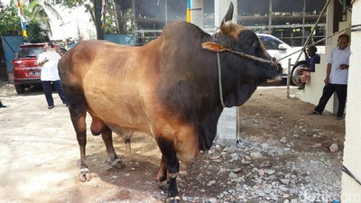 Ini Foto Sapi Kurban Jokowi yang Beratnya 1,3 Ton