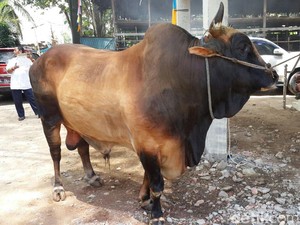Sapi Kurban Jokowi di Palembang Beratnya 1,3 Ton