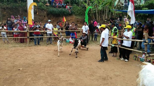 Terkadang kambing tak mau lari saat berlomba