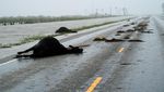 Texas Porak Poranda, Begini Dahsyatnya Daya Rusak Badai Harvey