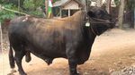 Ini Foto Sapi Kurban Jokowi yang Beratnya 1,3 Ton