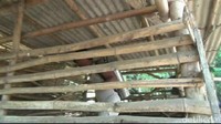 Inilah kandang kambing milik warga di Probolinggo. Dinas Peternakan dan Kesehatan Hewan (DPKH) Kabupaten Probolinggo menyelidiki matinya 56 ekor kambing secara misterius (Rofiq/detikcom)