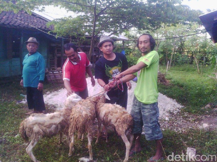 Penjualan hewan ternak melalui online