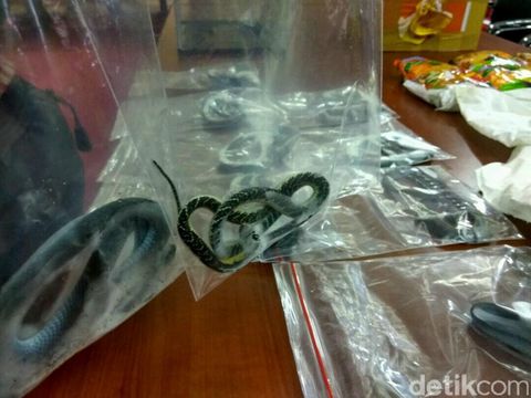 Penyelundupan belasan ular asal Flores digagalkan/
