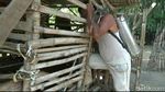 Foto: Kambing Diduga Diserang Anjing Jadi-jadian di Probolinggo