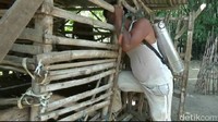 Dinas Peternakan dan Kesehatan Hewan (DPKH) Kabupaten Probolinggo langsung menyemprotkan disinfektan ke kandang-kandang milik warga di Desa Sumberkerang dan Desa Banyuanyar Lor. Hal itu dilakukan mengantisipasi matinya kambing warga berkelanjutan (Rofiq/detikcom)