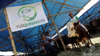 Bahkan ditempat ini juga disediakan sapi Simmental Prabowo dengan berat mencapai 1 ton. Sang pemilik M Jose Rizhal, terlihat menunggangi sapi seharga Rp 70 juta tersebut.