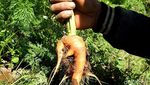 Penampakan Kebun Wortel Gemuk Ilegal Asal China