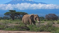 Nikmati juga wisata safari yang dapat traveler sesuai keinginan. Mulai dari Boating Safari Ballon Safari, Camping Safari, walking Safari, dan Wildlife safari. Dijamin seru dan menantang! (tanzaniatourism.com)