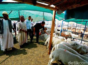 Menag Cek Penyembelihan Hewan Dam: Musim Haji Jadi Agak Mahal