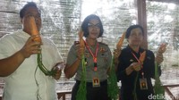 Polisi masih terus memantau tanaman wortel yang dibudidayakan dari bibit ilegal asal China. Uji lab dilakukan karena diduga wortel dari bibit tersebut mengandung zat berbahaya.  (Foto: Uje Hartono)