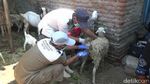Kabar Terbaru Kambing yang Konon Digigit Anjing Jadi-jadian