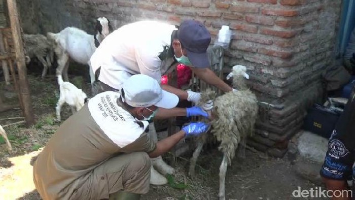 Kabar Terbaru Kambing Yang Konon Digigit Anjing Jadi Jadian