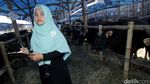Foto: Adem Banget, SPG Hewan Kurban ini Tampil Berhijab