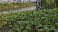 Di Ciliwung hilir, pinggiran sungai juga tidak begitu lebar. Digunakan warga untuk bercocok tanam/Foto: Antara Foto