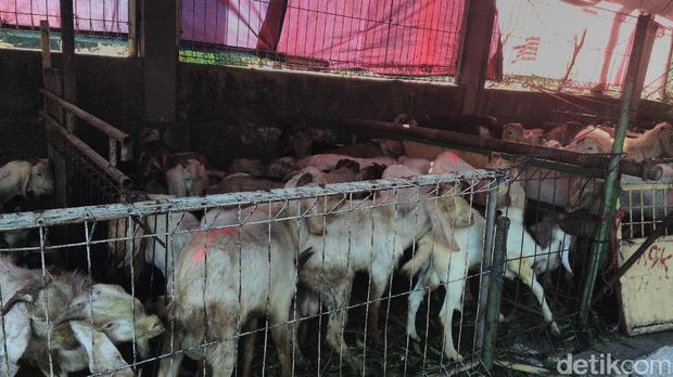 Pedagang Hewan Kurban Masih Jualan di Trotoar Tebet