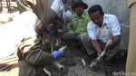 Kabar Terbaru Kambing yang Konon Digigit Anjing Jadi-jadian