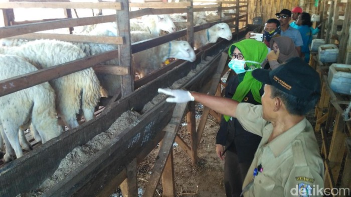 Disnak Situbondo Temukan Puluhan Ekor Kambing Terjangkit Penyakit