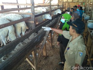 Disnak Situbondo Temukan Puluhan Ekor Kambing Terjangkit Penyakit