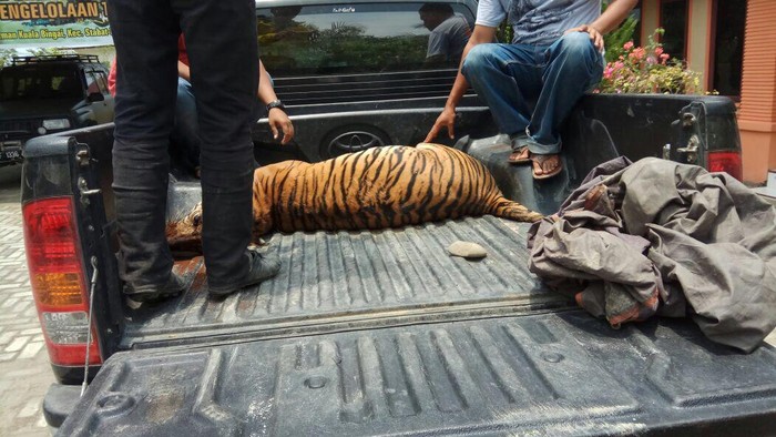 Harimau Sumatera Mati, Pemburunya Ditangkap di Langkat