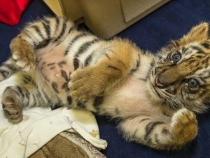 Selundupkan Anak Harimau dari Meksiko, Remaja AS Ditangkap