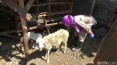 Kabar Terbaru Kambing yang Konon Digigit Anjing Jadi-jadian