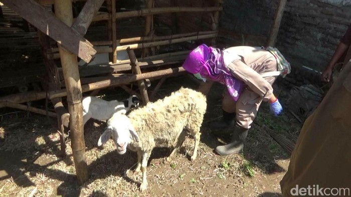 Kabar Terbaru Kambing Yang Konon Digigit Anjing Jadi Jadian