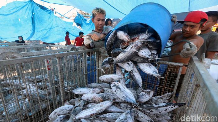 Indonesia Segera Punya Pasar Ikan Modern Di Muara Baru