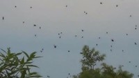Hujan aneh pernah terjadi di Salta, Argentina. Sejumlah pendaki Gunung San Bernardo menemukan tanah diselimuti laba-laba. Semakin mereka mendaki ke atas, banyak laba-laba yang jatuh dari langit. Foto: Internet