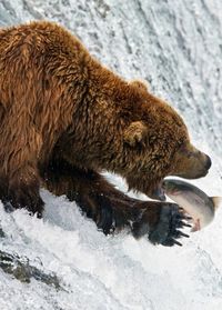 Akibat Perubahan Cuaca, Beruang di Amerika Lebih PIlih Makan Berry Dibanding Salmon
