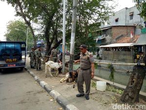 Satpol PP Angkut Kambing Kurban yang Kuasai Trotoar di Tambora