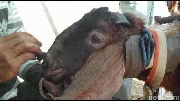 Gambar Mengetahui Jenis Kambing Domba Indonesia Organic 