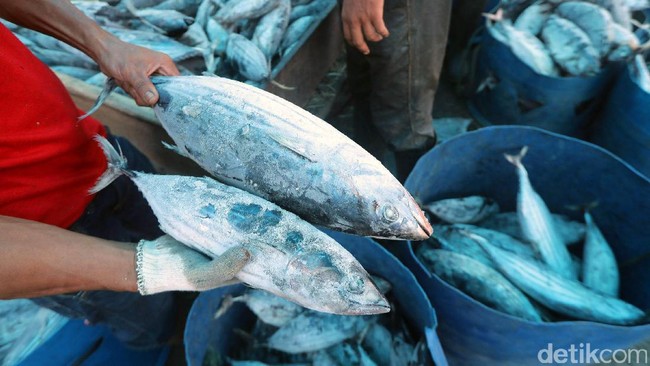 Ongkos Angkut Ikan Indonesia yang Mahal