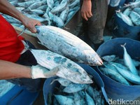 Ongkos Angkut Ikan Indonesia yang Mahal